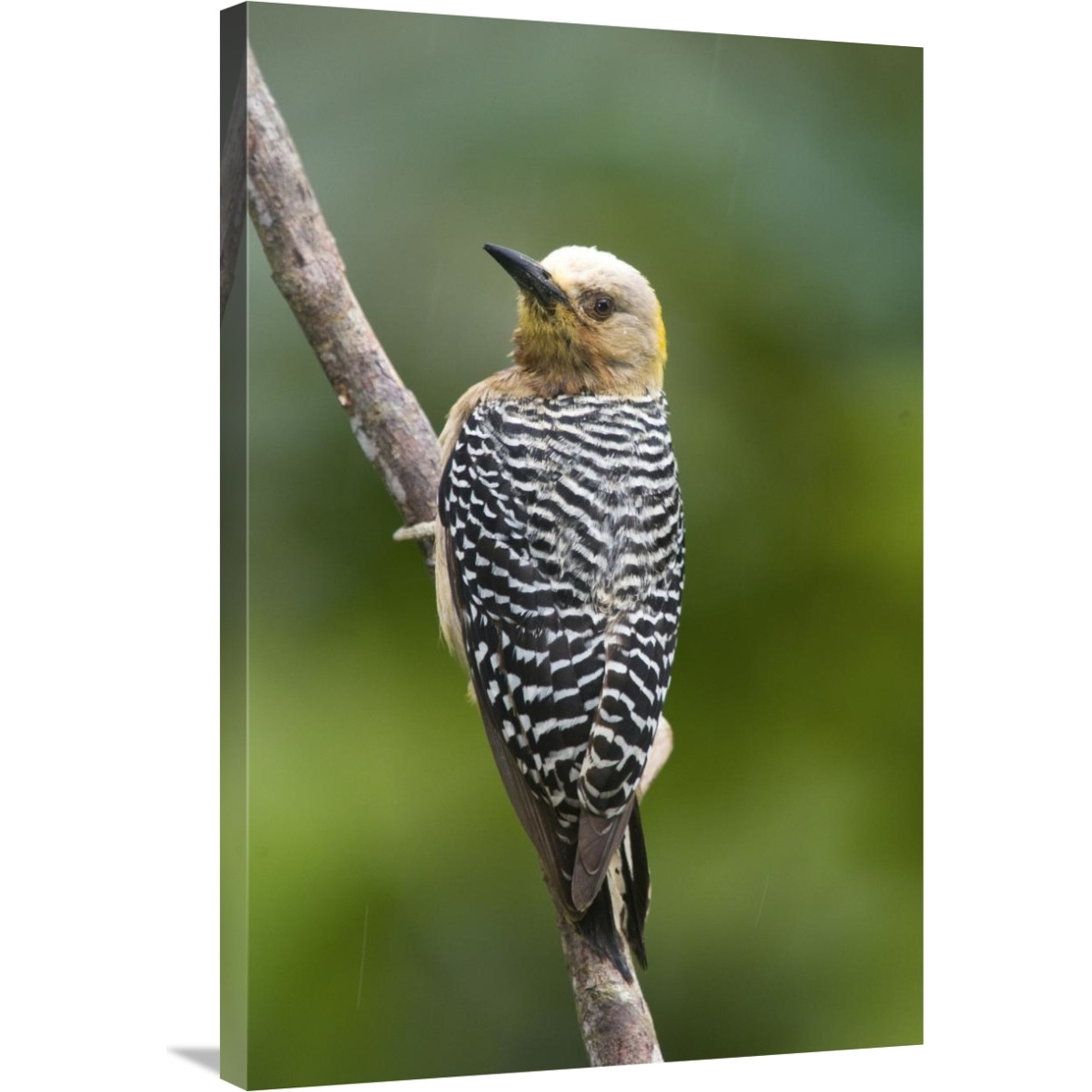 Hoffmann&quots Woodpecker, Costa Rica-Canvas Art-24&quotx36"
