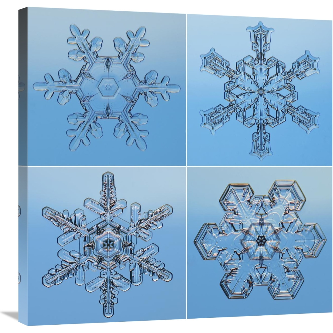 Snowflakes seen through microscope-Canvas Art-30&quotx30"