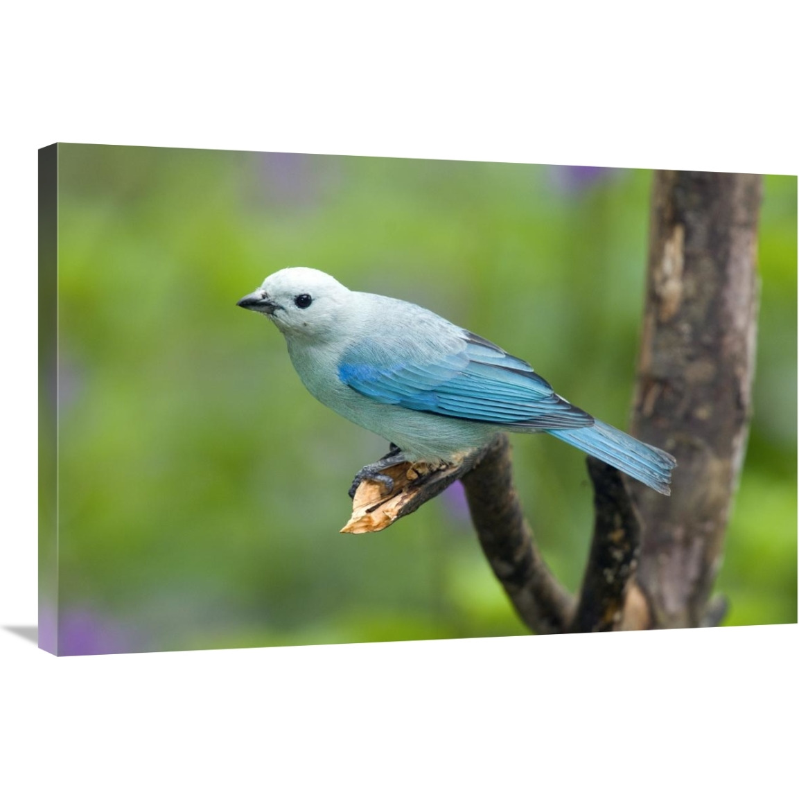 Blue-gray Tanager male, Costa Rica-Canvas Art-36&quotx24"