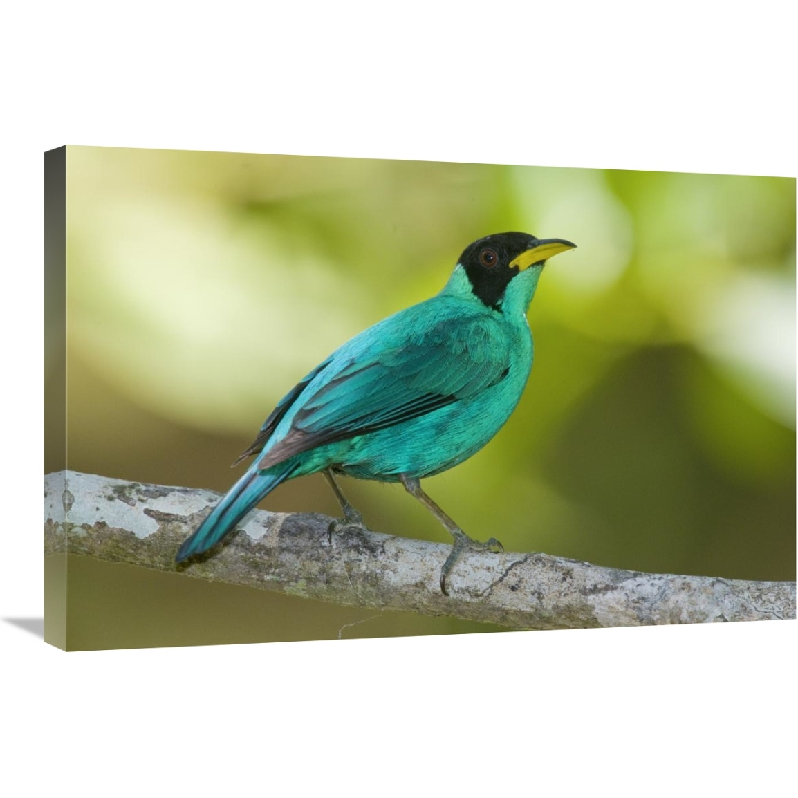 Green Honeycreeper male, Costa Rica-Canvas Art-30&quotx20"