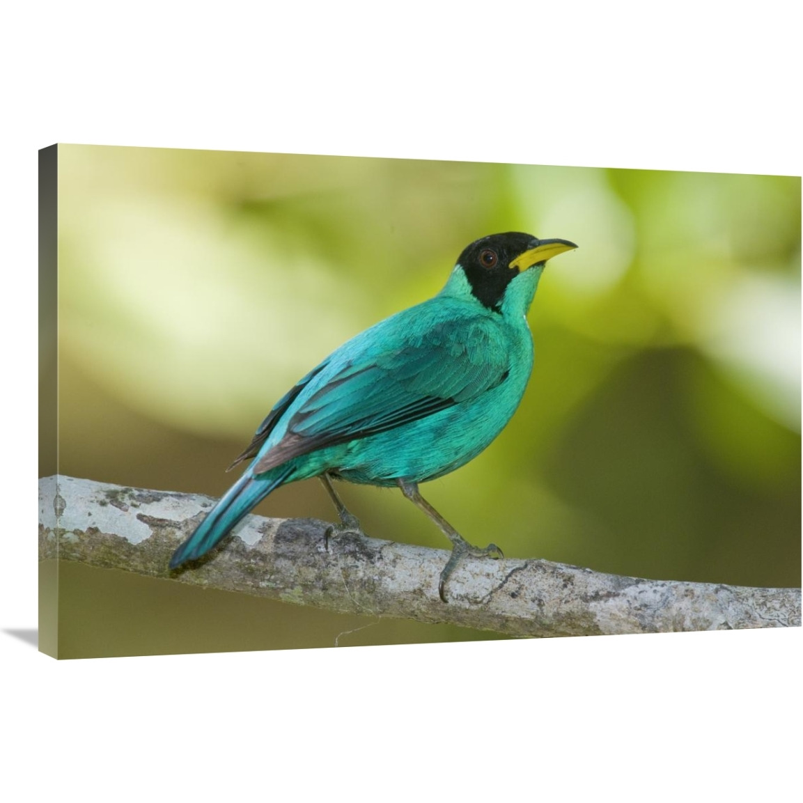 Green Honeycreeper male, Costa Rica-Canvas Art-36&quotx24"