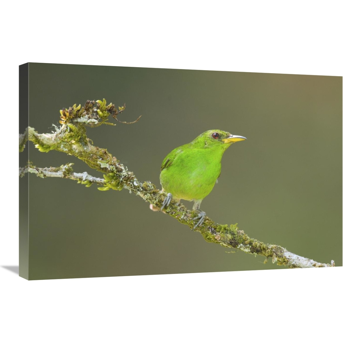 Green Honeycreeper female, Costa Rica-Canvas Art-30&quotx20"