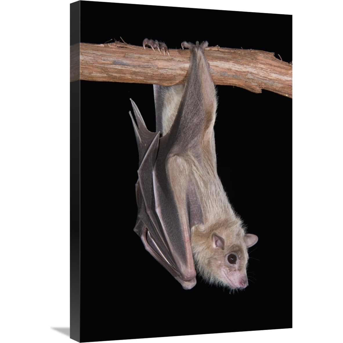 Egyptian Fruit Bat roosting, Michigan-Canvas Art-20&quotx30"