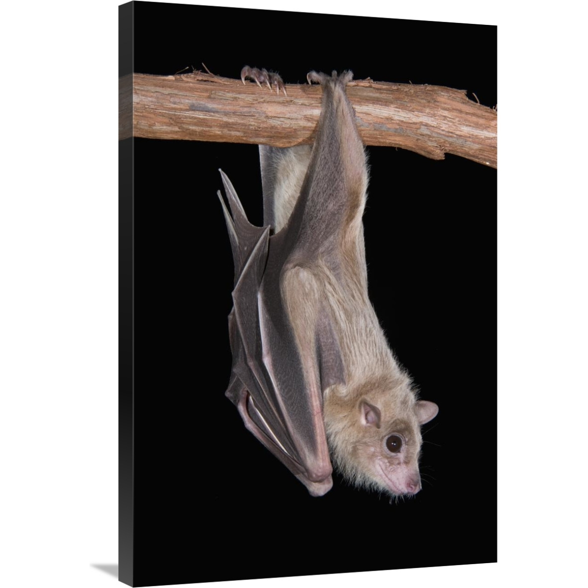 Egyptian Fruit Bat roosting, Michigan-Canvas Art-24&quotx36"