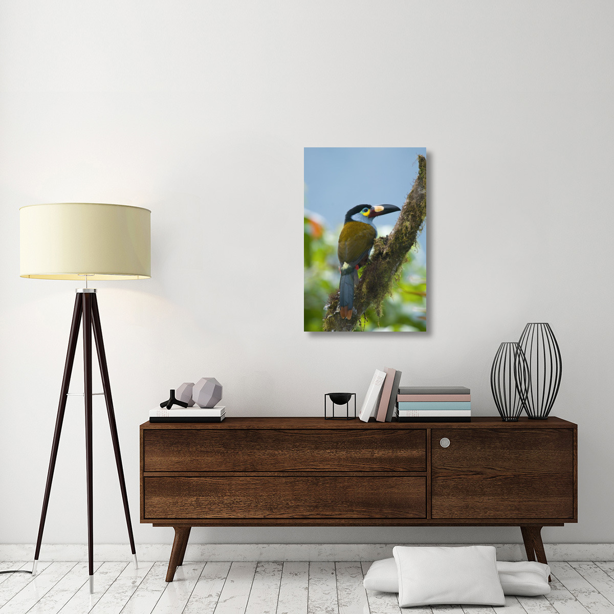 Plate-billed Mountain-Toucan, Ecuador-Canvas Art-24&quotx36"