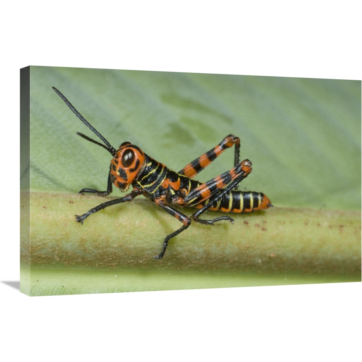Lubber Grasshopper juvenile, Costa Rica-Canvas Art-30&quotx20"