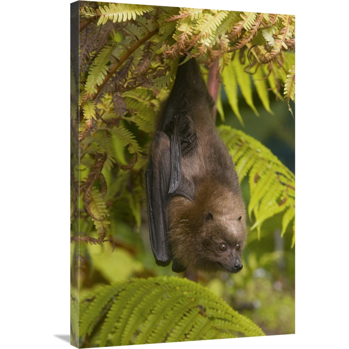 Rodrigues Flying Fox roosting, Michigan-Canvas Art-24&quotx36"