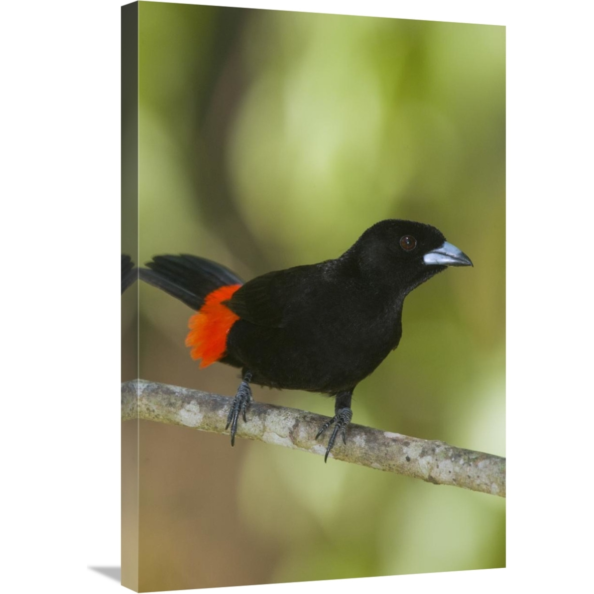 Scarlet-rumped Tanager male, Costa Rica-Canvas Art-20&quotx30"