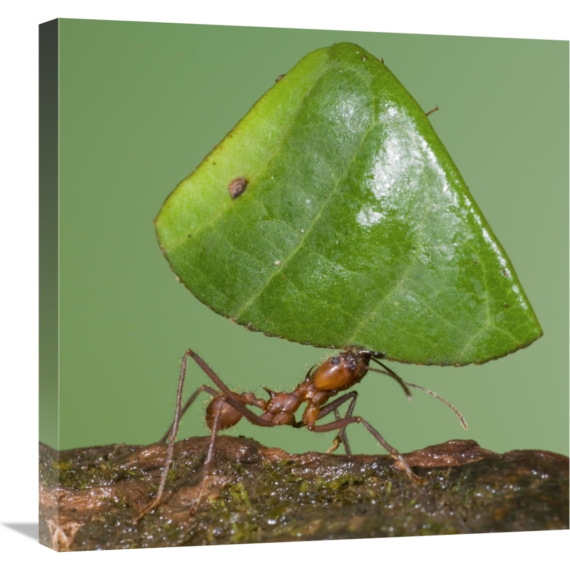 Leafcutter Ant carrying leaf, Costa Rica-Canvas Art-24&quotx24"