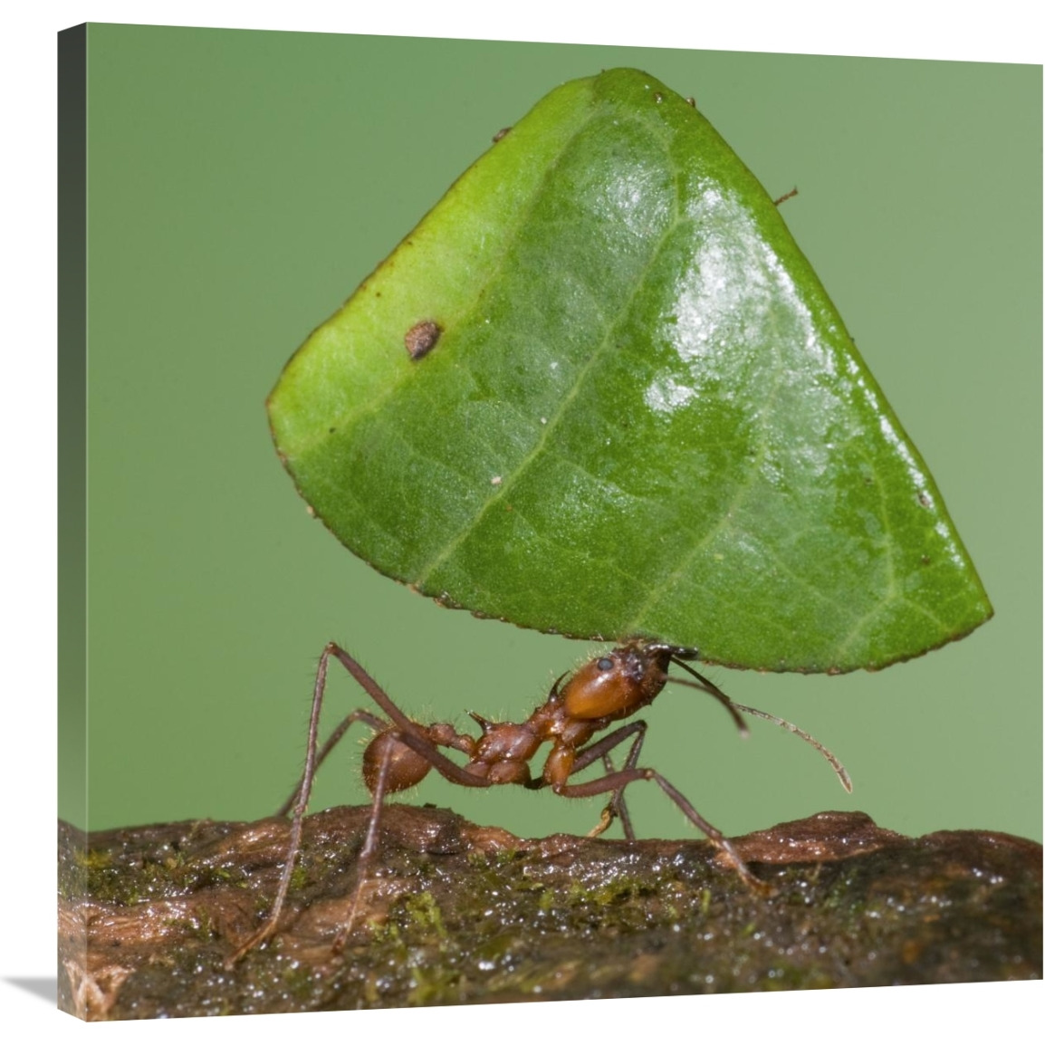 Leafcutter Ant carrying leaf, Costa Rica-Canvas Art-30&quotx30"