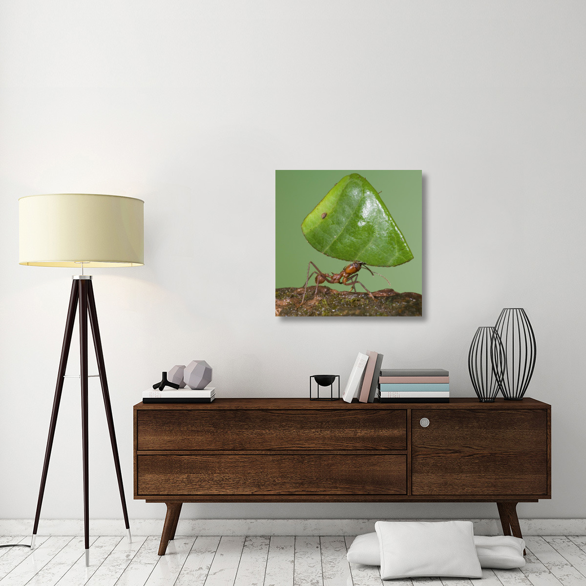 Leafcutter Ant carrying leaf, Costa Rica-Canvas Art-30&quotx30"