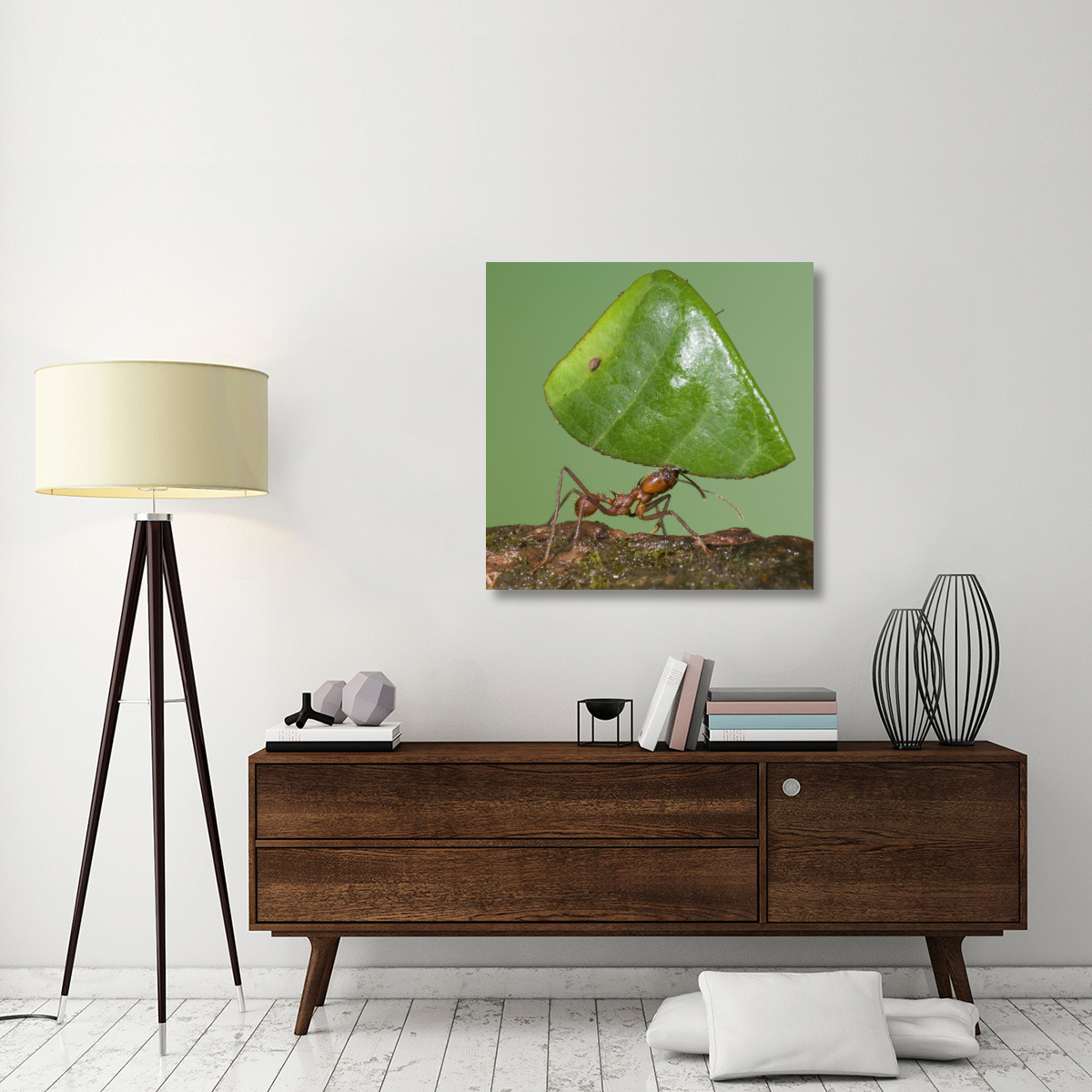 Leafcutter Ant carrying leaf, Costa Rica-Canvas Art-36&quotx36"