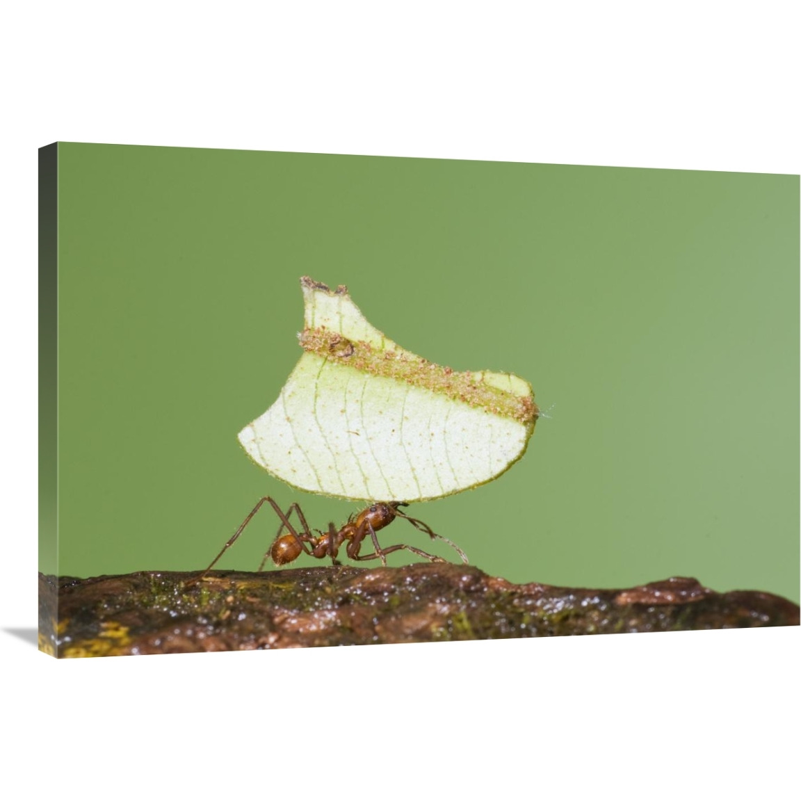 Leafcutter Ant carrying leaf, Costa Rica-Canvas Art-36&quotx24"