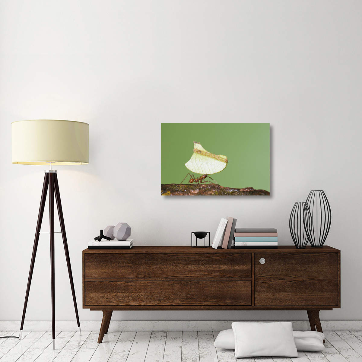 Leafcutter Ant carrying leaf, Costa Rica-Canvas Art-36&quotx24"