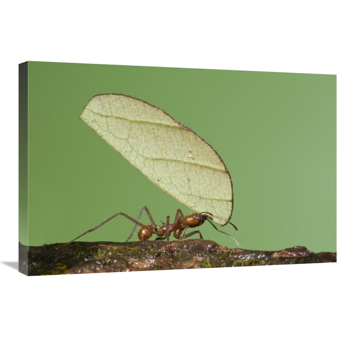 Leafcutter Ant carrying leaf, Costa Rica-Canvas Art-30&quotx20"
