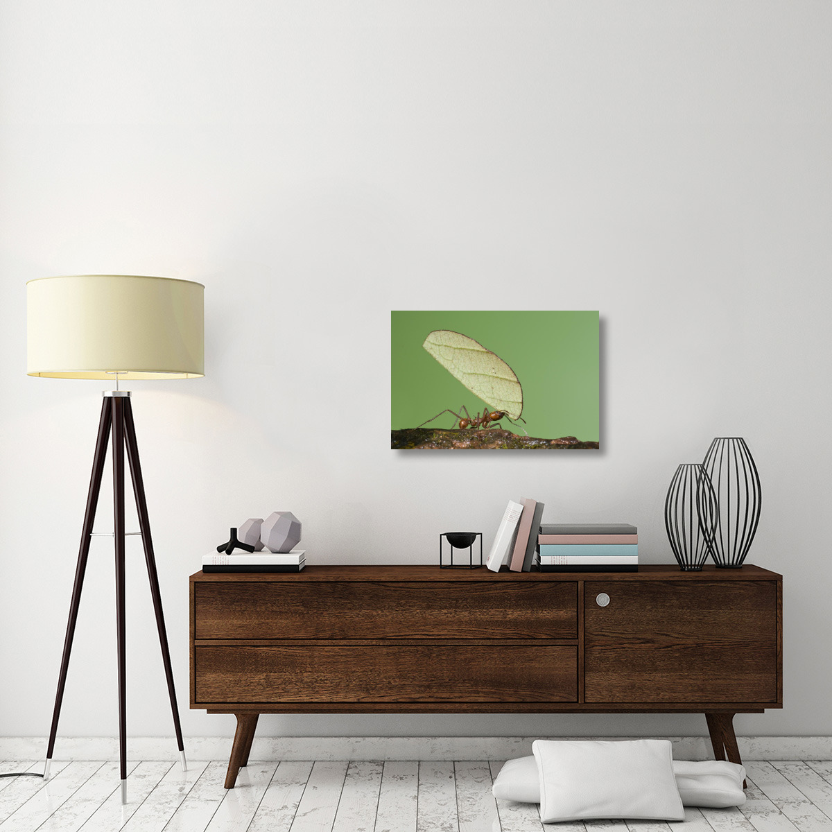Leafcutter Ant carrying leaf, Costa Rica-Canvas Art-30&quotx20"