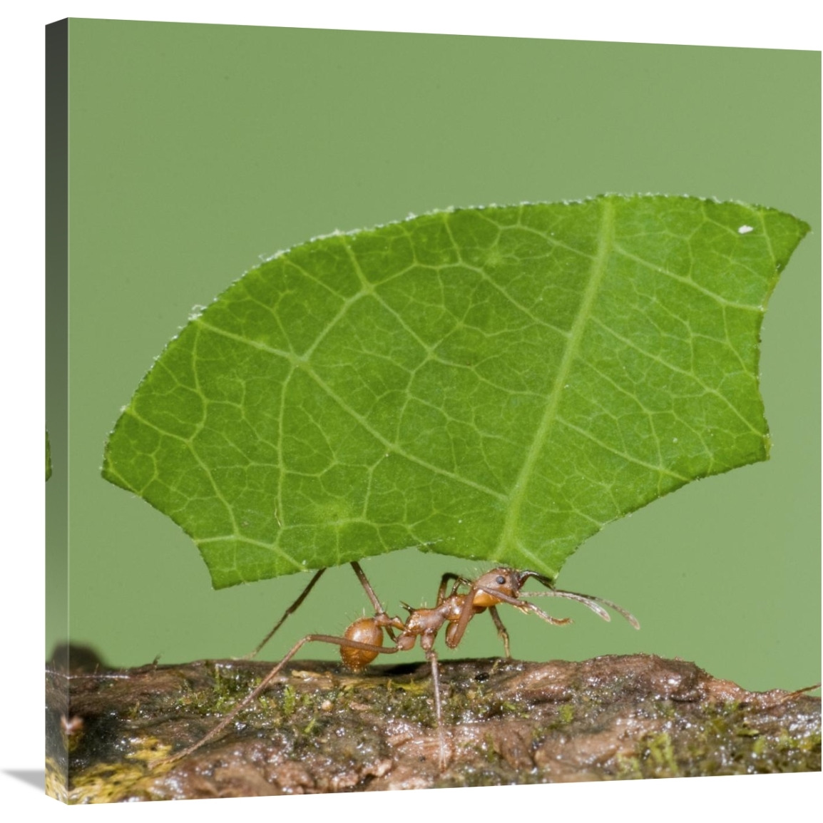 Leafcutter Ant carrying leaf, Costa Rica-Canvas Art-30&quotx30"