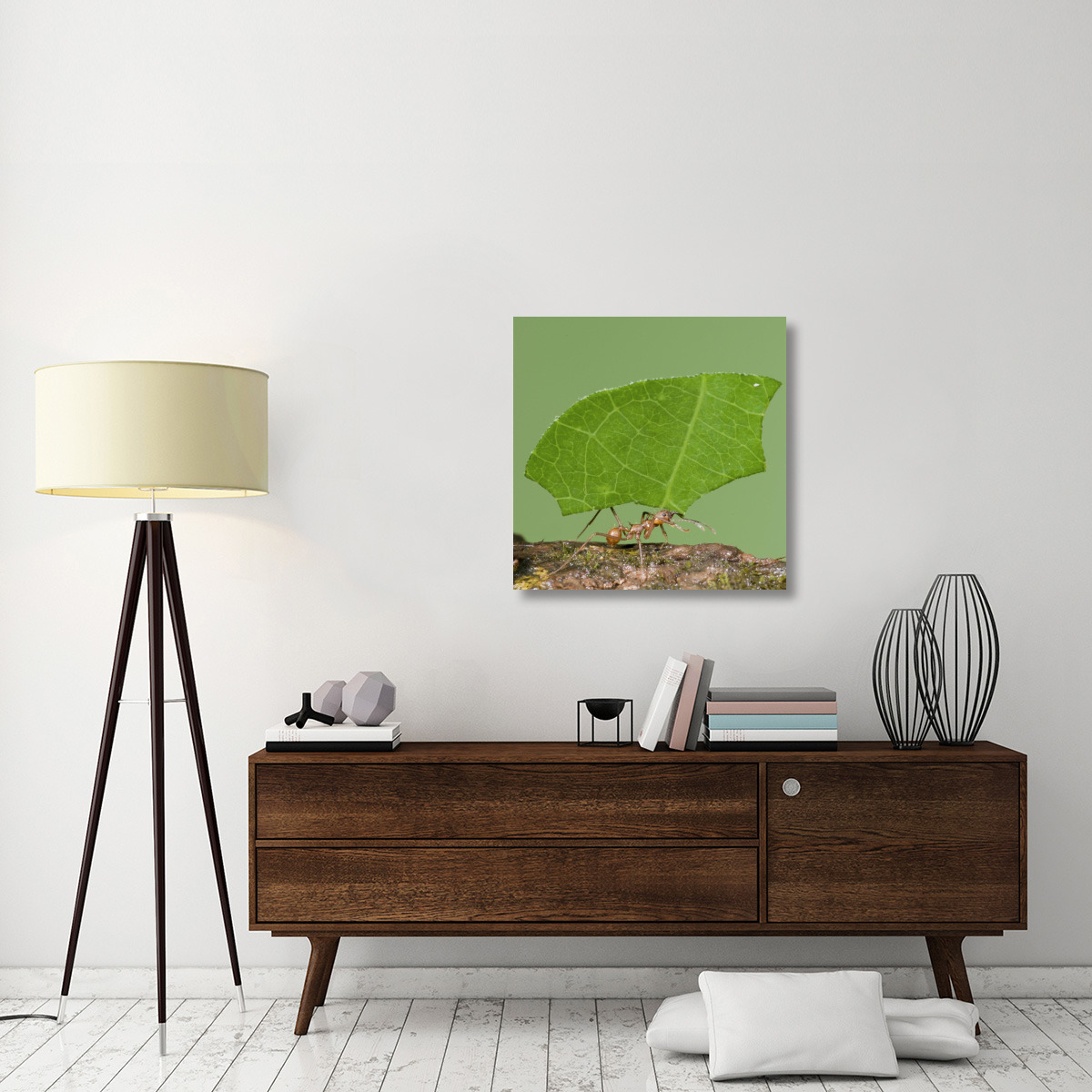 Leafcutter Ant carrying leaf, Costa Rica-Canvas Art-30&quotx30"