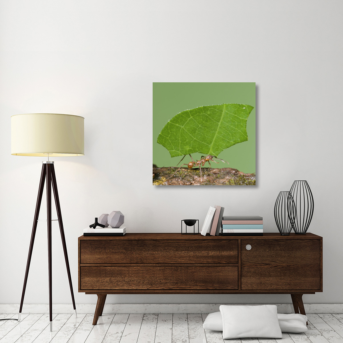 Leafcutter Ant carrying leaf, Costa Rica-Canvas Art-36&quotx36"