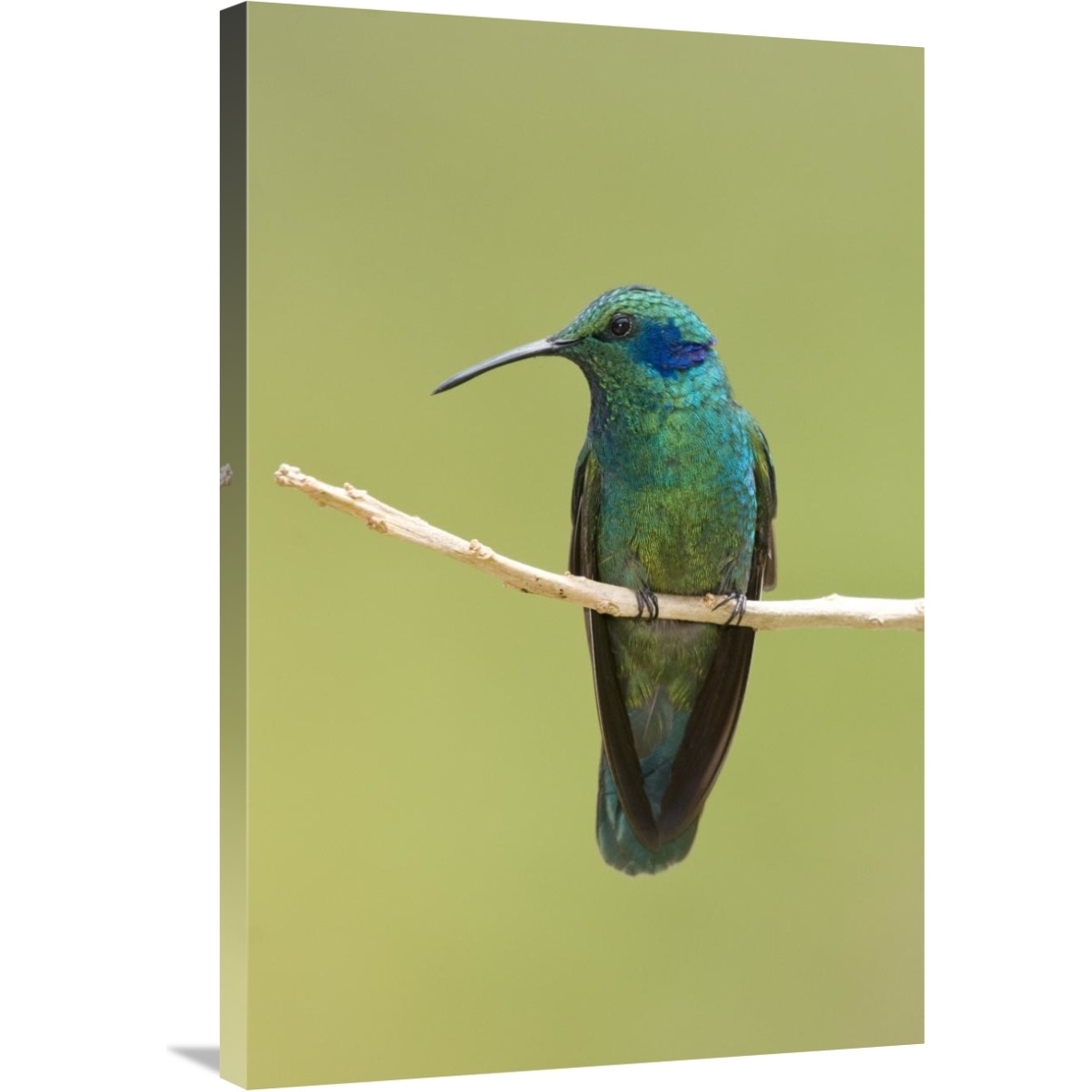 Green Violet-ear hummingbird, Costa Rica-Canvas Art-24&quotx36"