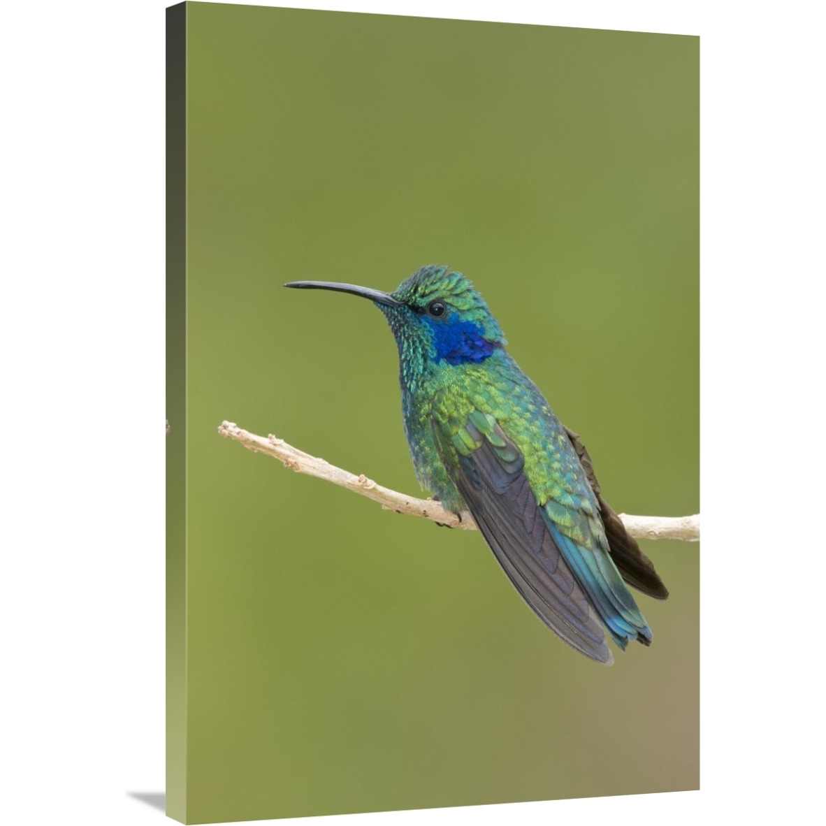 Green Violet-ear hummingbird, Costa Rica-Canvas Art-24&quotx36"