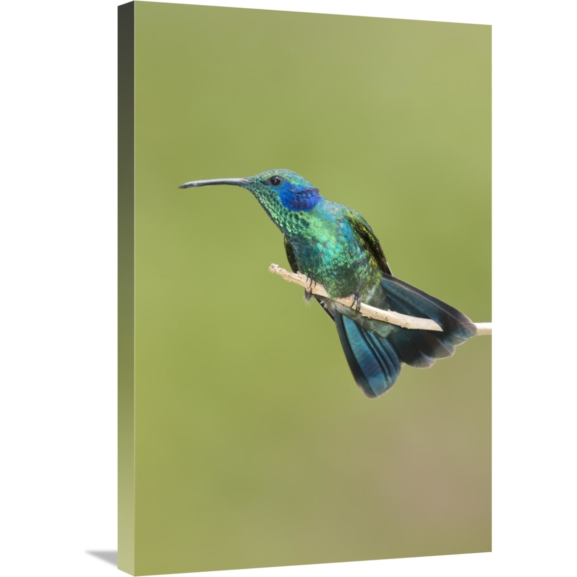 Green Violet-ear hummingbird, Costa Rica-Canvas Art-20&quotx30"
