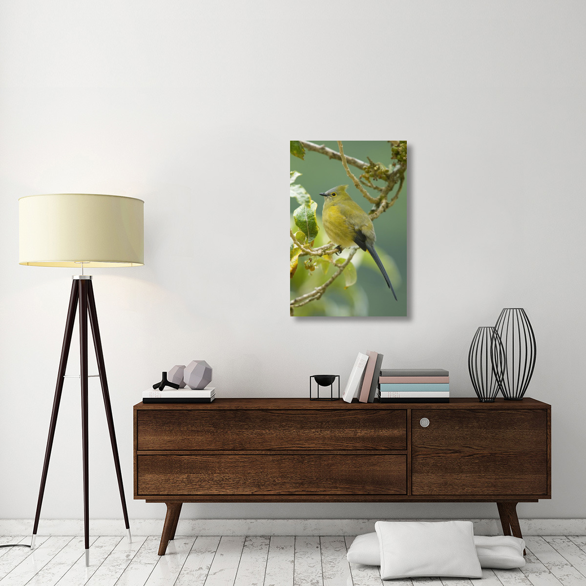 Long-tailed Silky-flycatcher, Costa Rica-Canvas Art-24&quotx36"