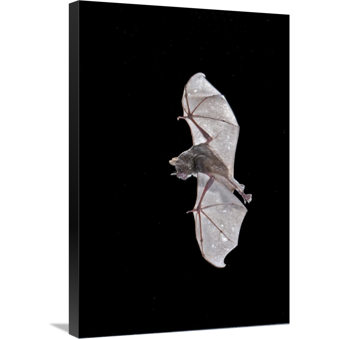 Seba&quots Short-tailed Bat flying, Michigan-Canvas Art-20&quotx30"