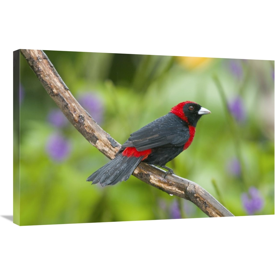 Crimson-collared Tanager male, Costa Rica-Canvas Art-36&quotx24"