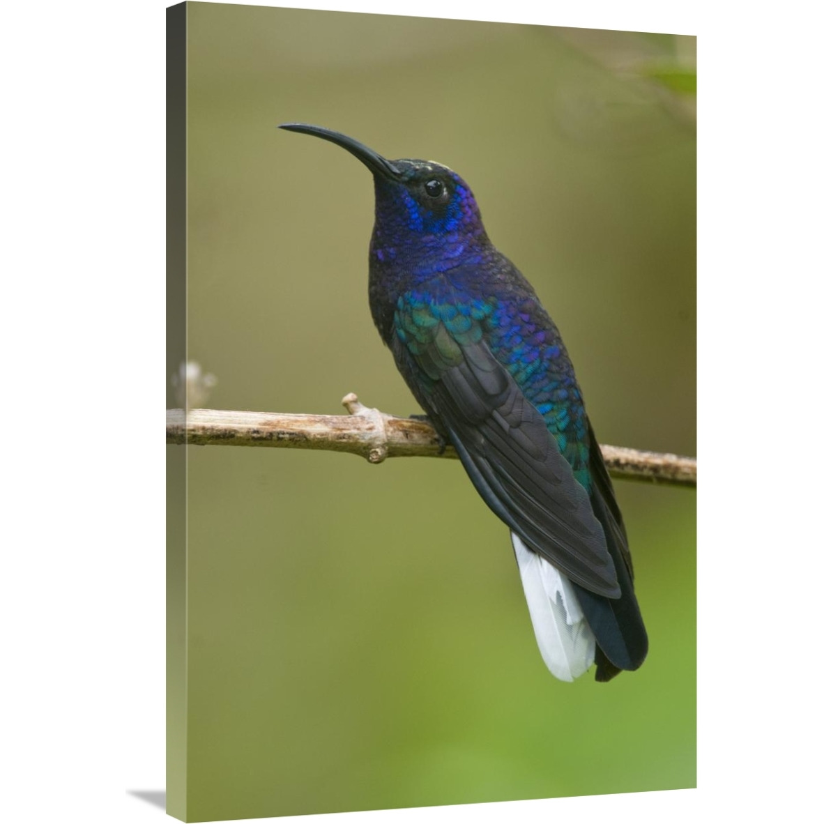 Violet Sabre-wing hummingbird, Costa Rica-Canvas Art-24&quotx36"