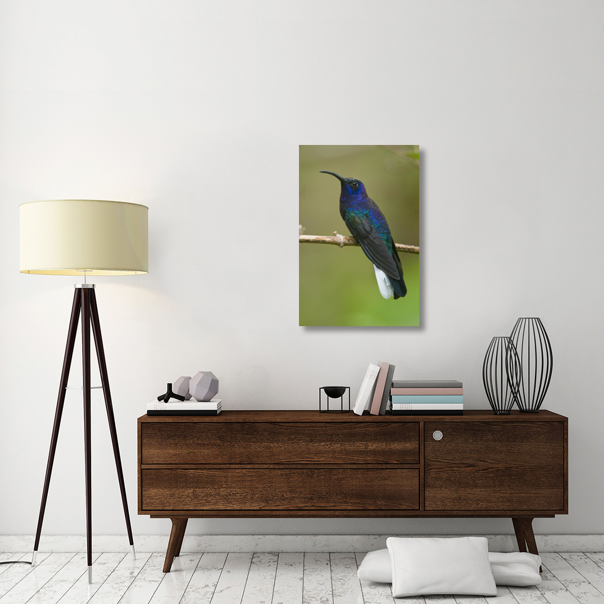 Violet Sabre-wing hummingbird, Costa Rica-Canvas Art-24&quotx36"