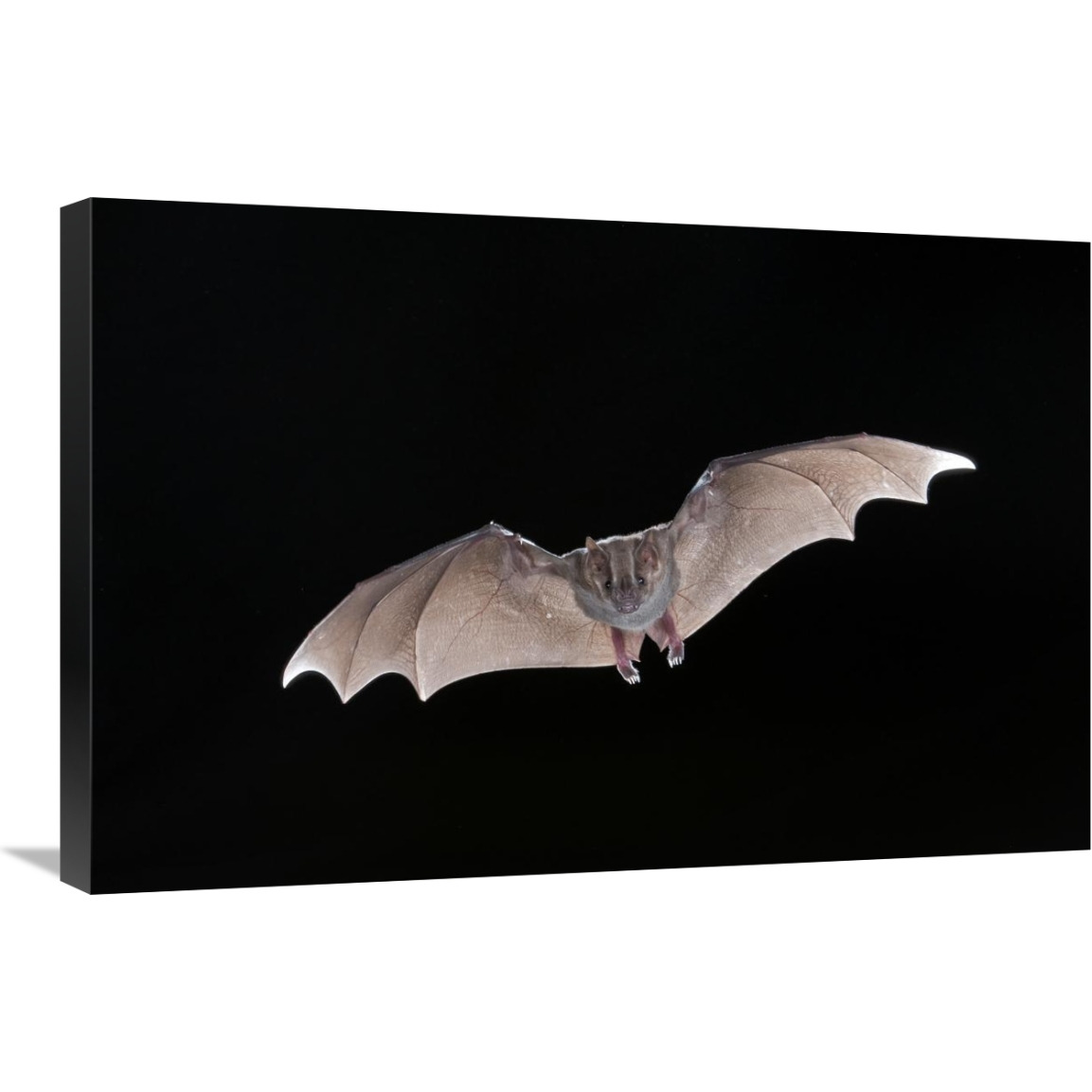 Jamaican Fruit-eating Bat flying, Michigan-Canvas Art-30&quotx20"