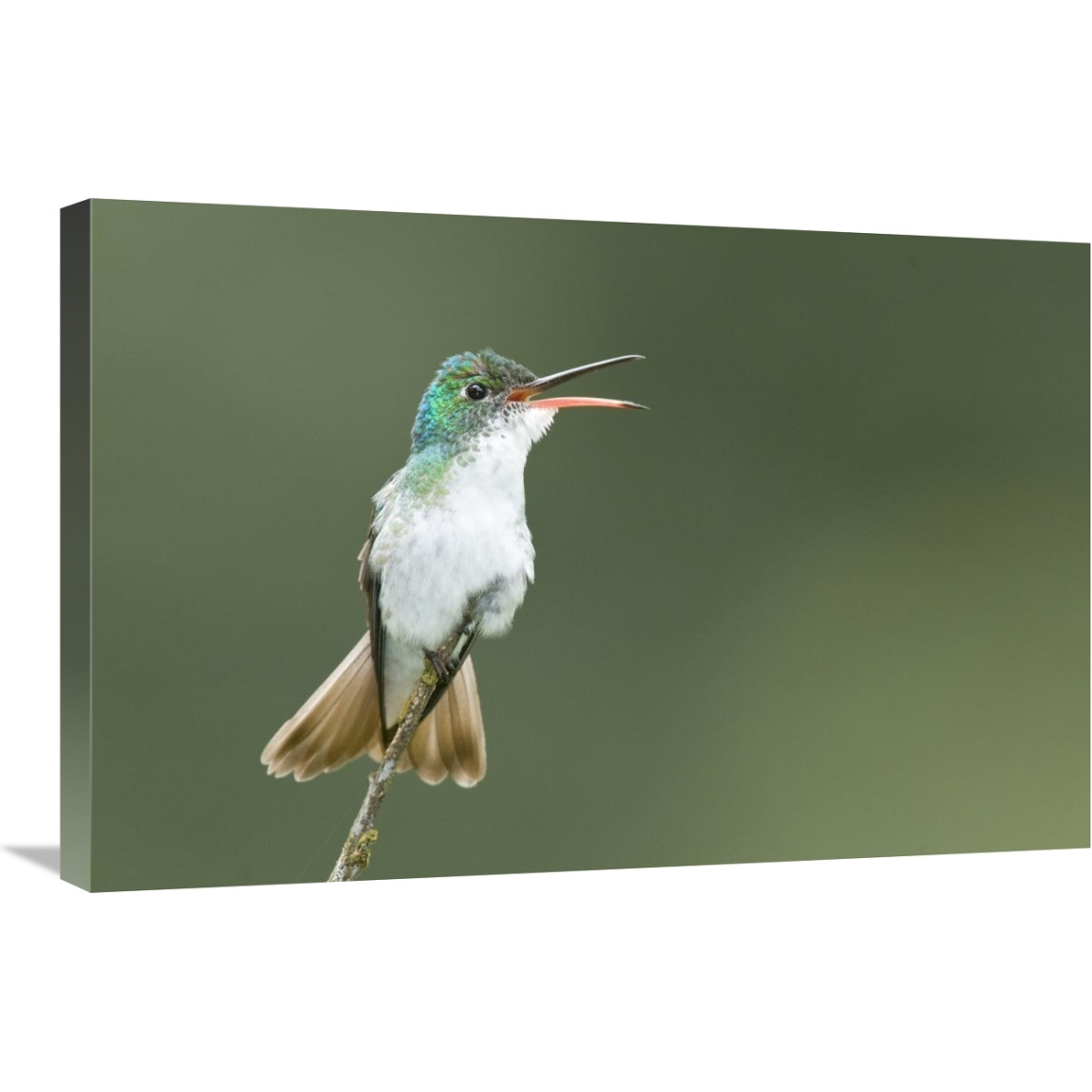 Andean Emerald hummingbird calling, Ecuador-Canvas Art-30&quotx20"
