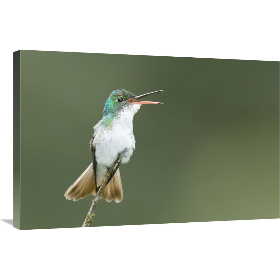 Andean Emerald hummingbird calling, Ecuador-Canvas Art-36&quotx24"
