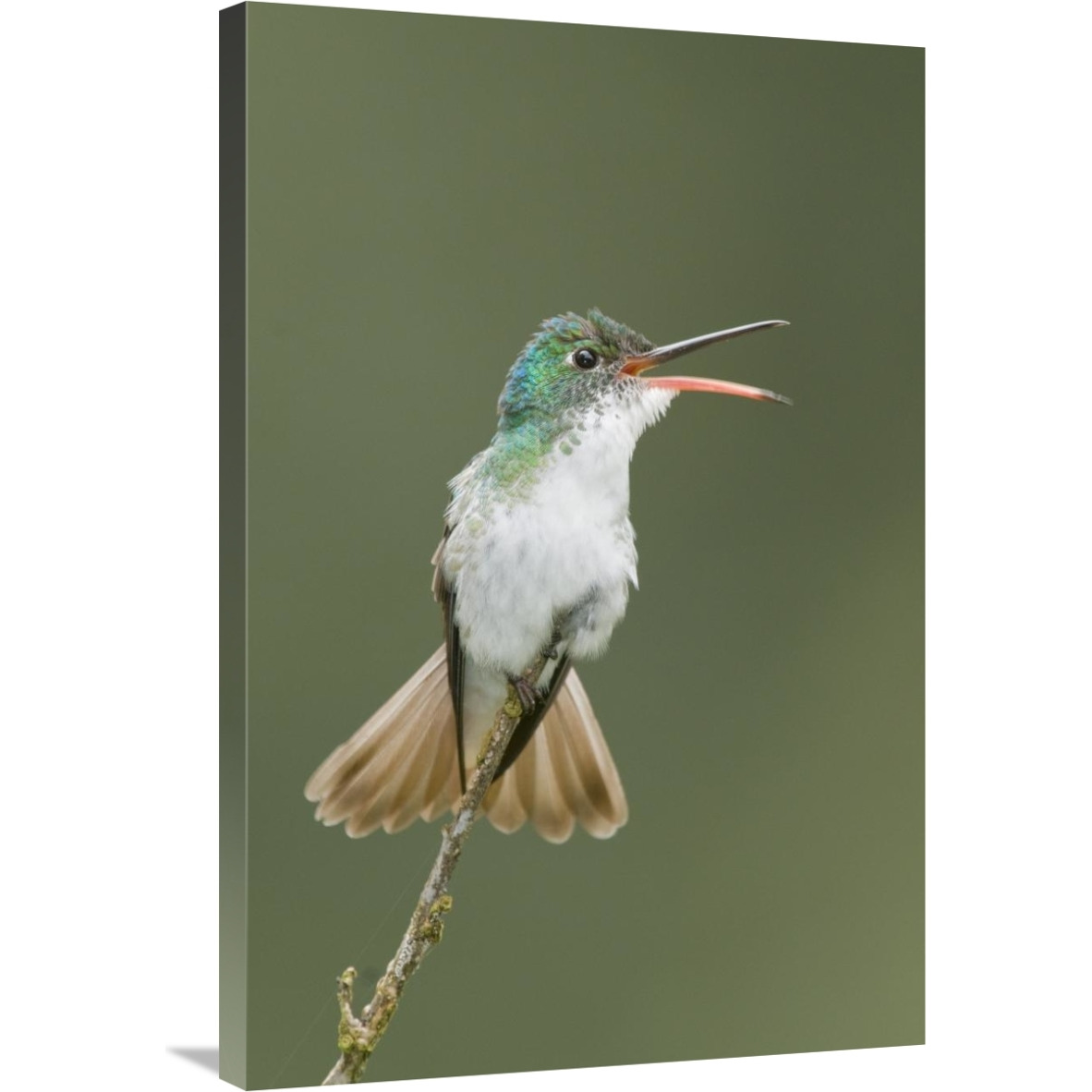 Andean Emerald hummingbird calling, Ecuador-Canvas Art-24&quotx36"