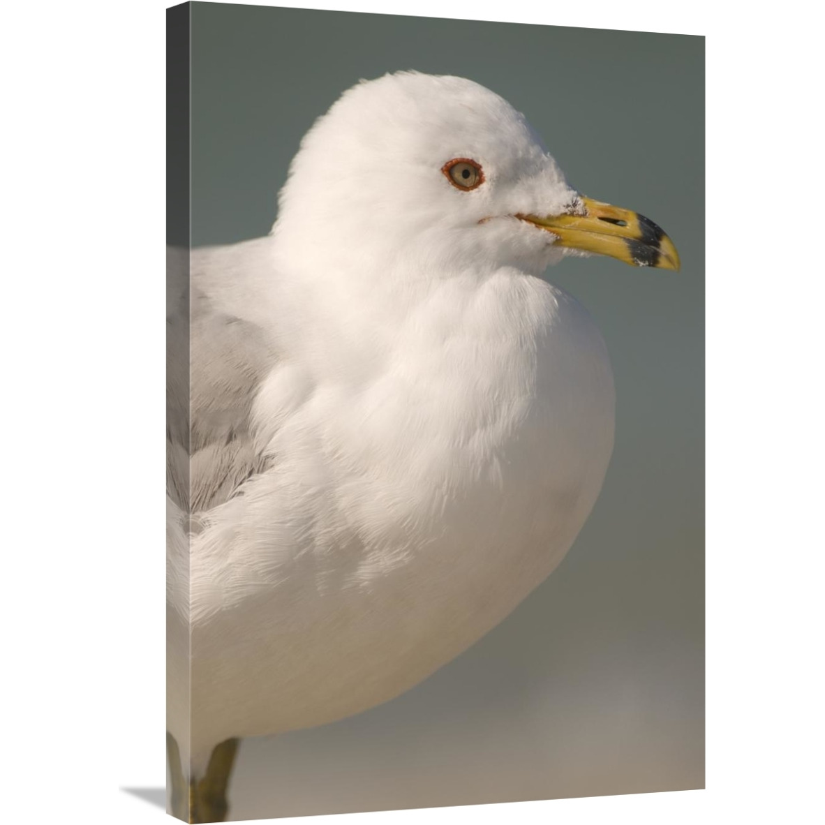 Ring-billed Gull, Fort Desoto Park, Florida-Canvas Art-20&quotx30"