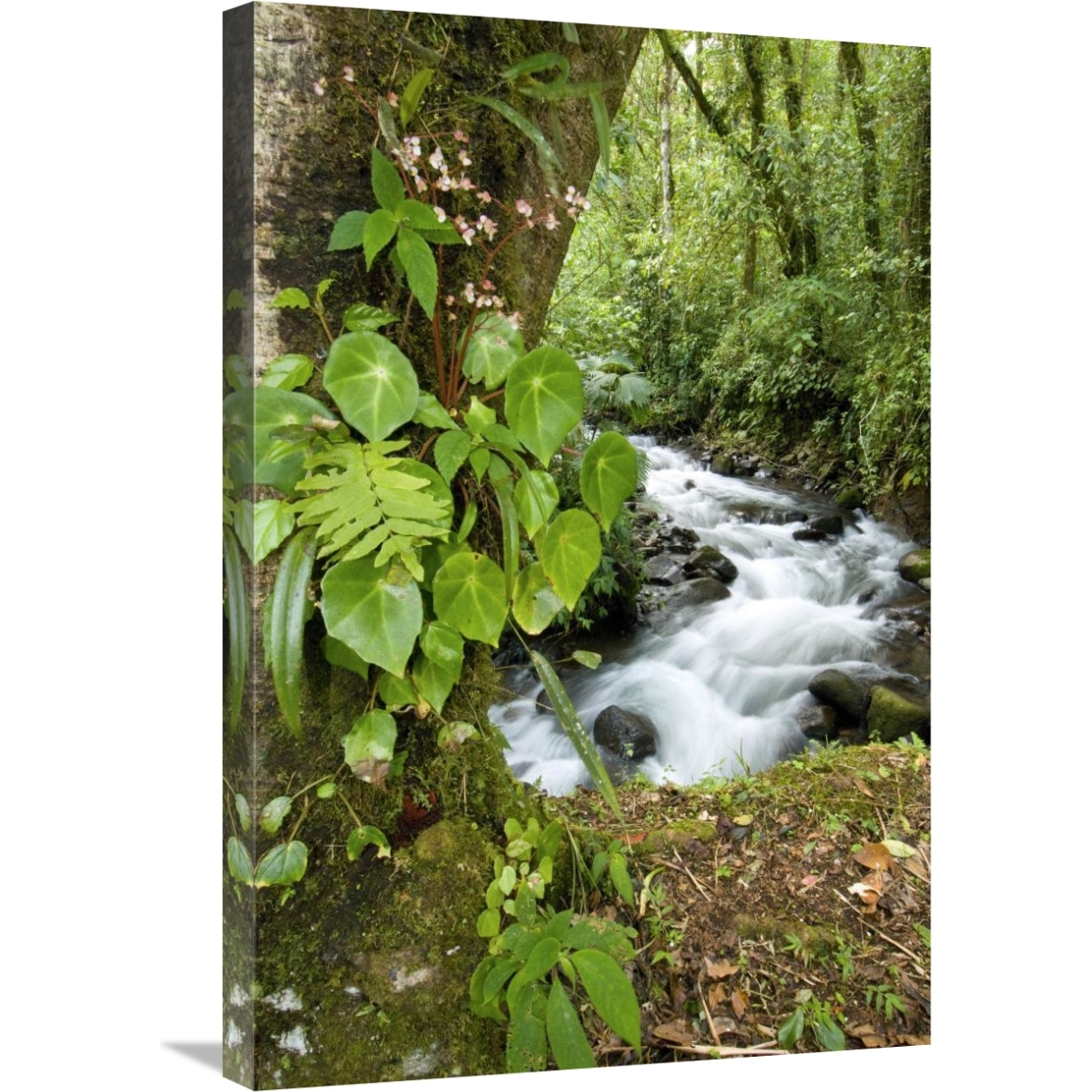 Creek flowing through rainforest, Costa Rica-Canvas Art-20&quotx30"