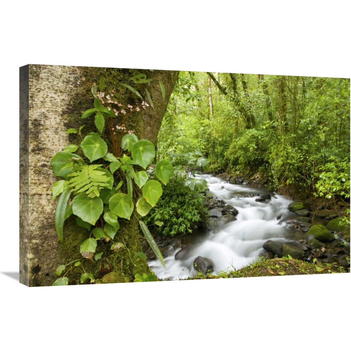 Creek flowing through rainforest, Costa Rica-Canvas Art-30&quotx20"