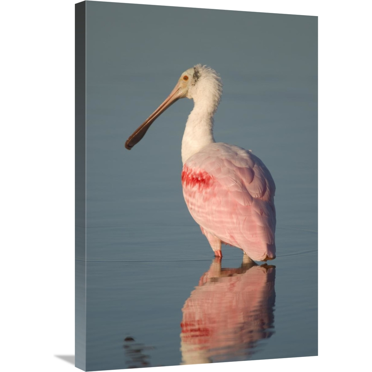 Roseate Spoonbill, Fort Myers Beach, Florida-Canvas Art-20&quotx30"