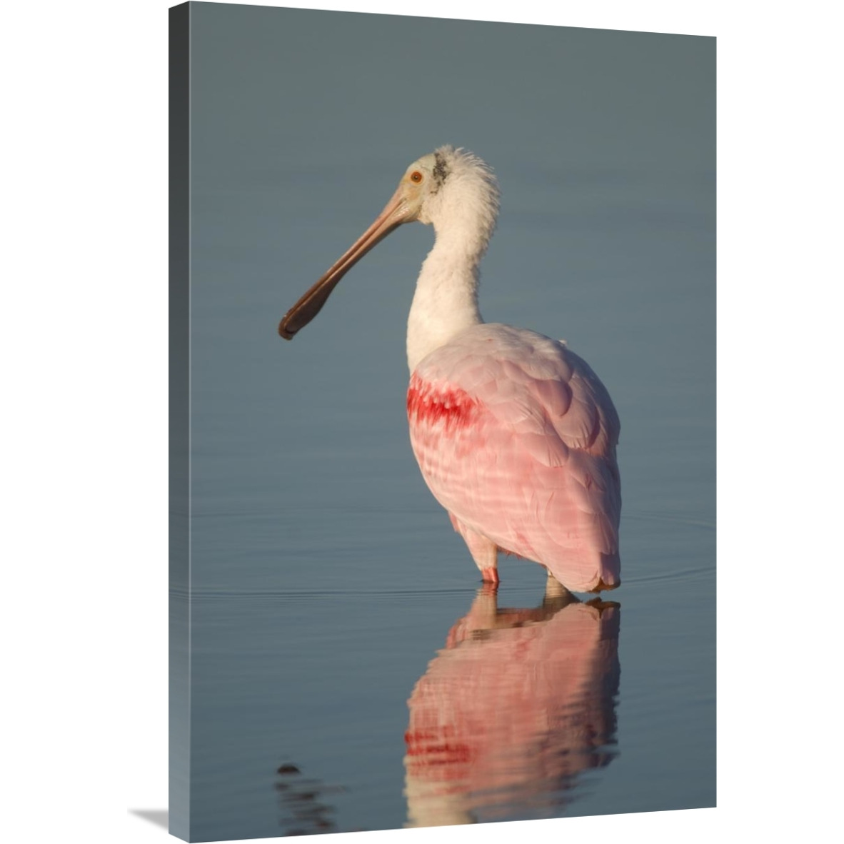 Roseate Spoonbill, Fort Myers Beach, Florida-Canvas Art-24&quotx36"