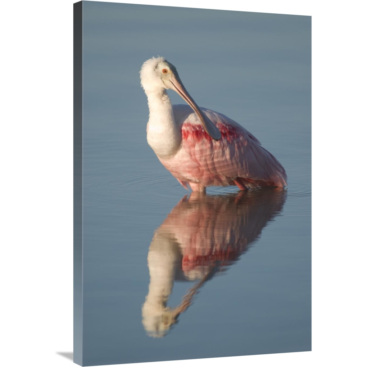 Roseate Spoonbill, Fort Myers Beach, Florida-Canvas Art-24&quotx36"