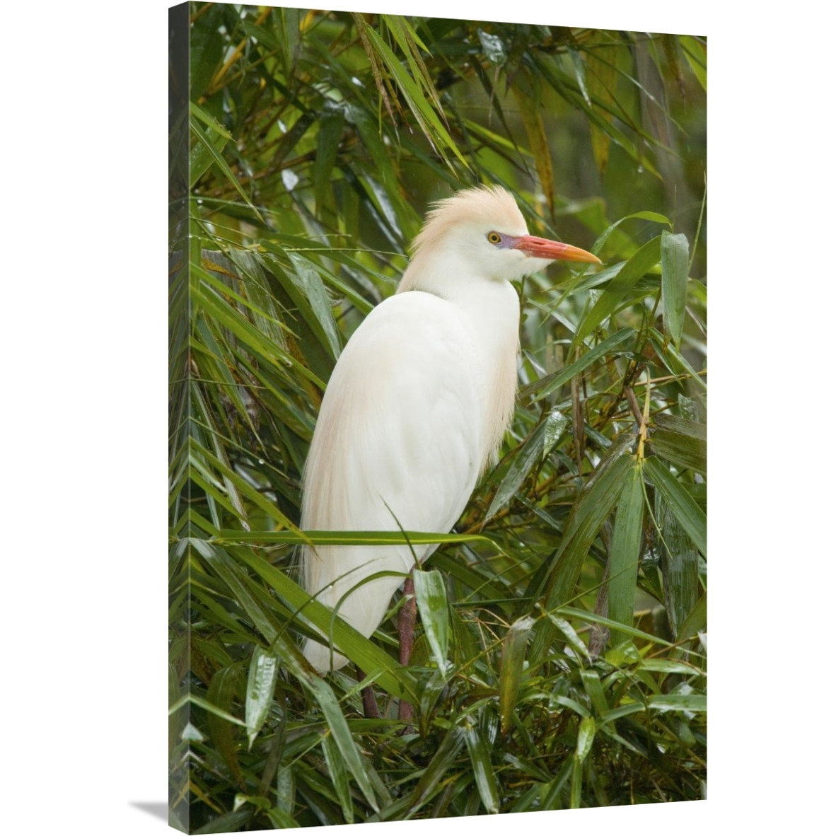 Cattle Egret in breeding plumage, Costa Rica-Canvas Art-24&quotx36"
