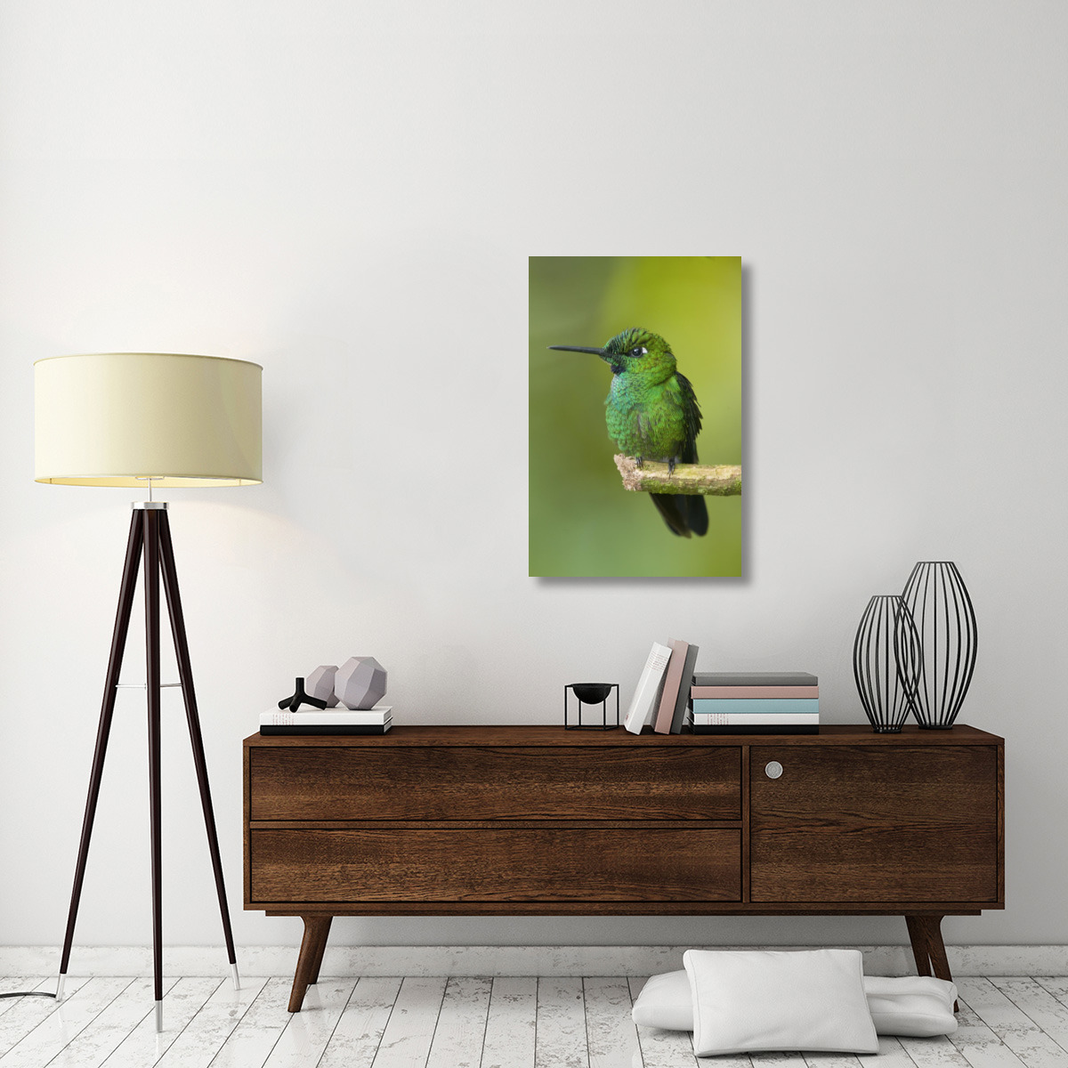Green-crowned Brilliant hummingbird, Ecuador-Canvas Art-24&quotx36"