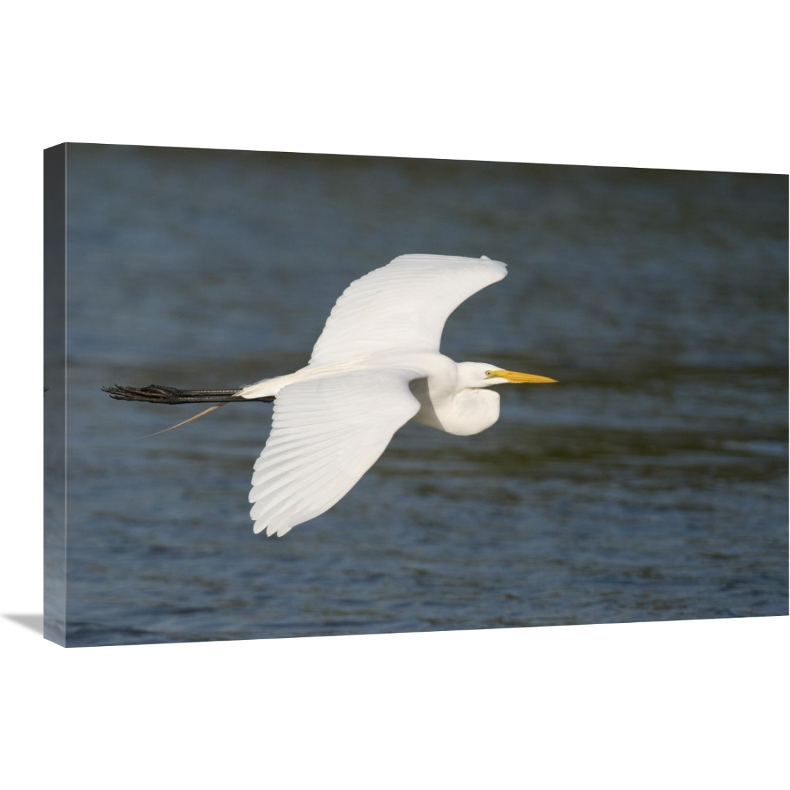 Great Egret flying, Fort Myers Beach, Florida-Canvas Art-30&quotx20"