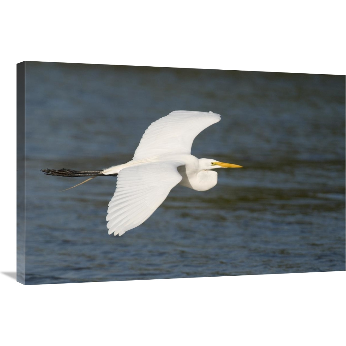 Great Egret flying, Fort Myers Beach, Florida-Canvas Art-36&quotx24"