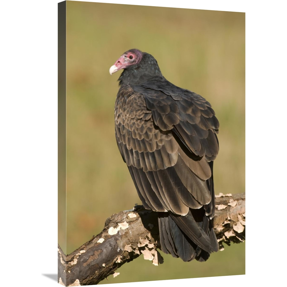 Turkey Vulture, Howell Nature Center, Michigan-Canvas Art-20&quotx30"