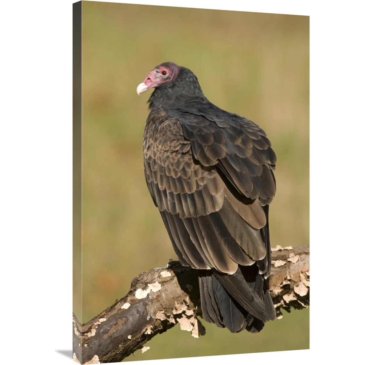 Turkey Vulture, Howell Nature Center, Michigan-Canvas Art-24&quotx36"