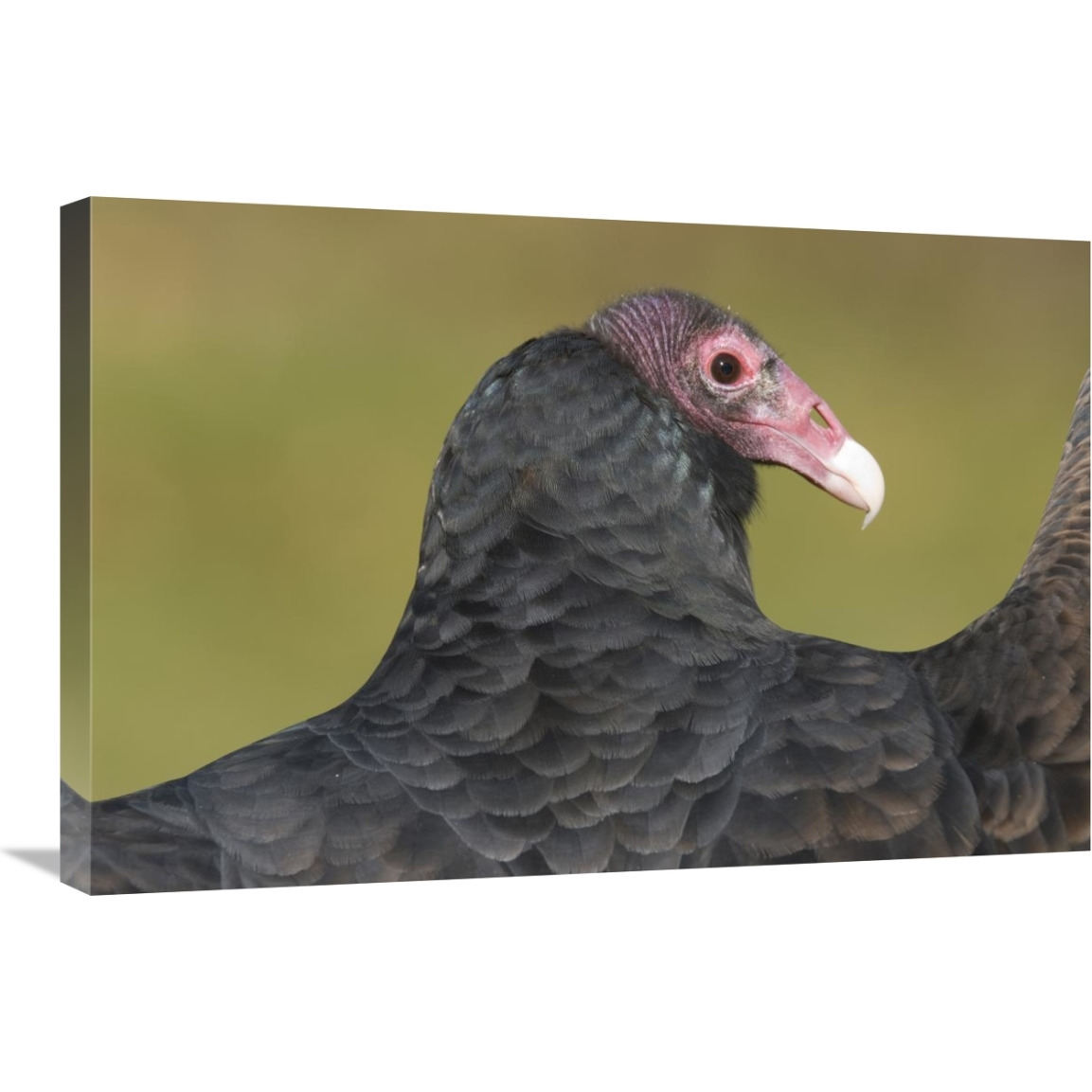 Turkey Vulture, Howell Nature Center, Michigan-Canvas Art-30&quotx20"