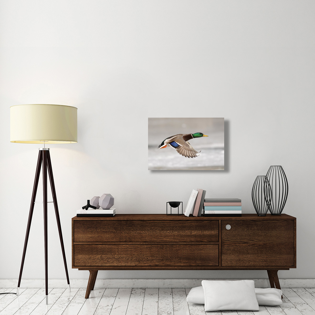 Mallard male flying, Belle Isle Park, Michigan-Canvas Art-30&quotx20"