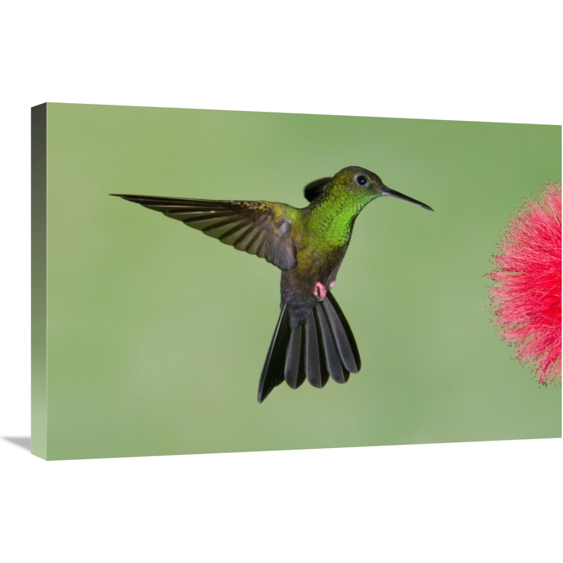 Red-footed Plumeleteer male flying, Costa Rica-Canvas Art-30&quotx20"
